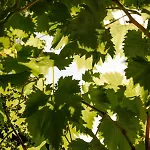 Villa Cascina Otto Cossano Belbo