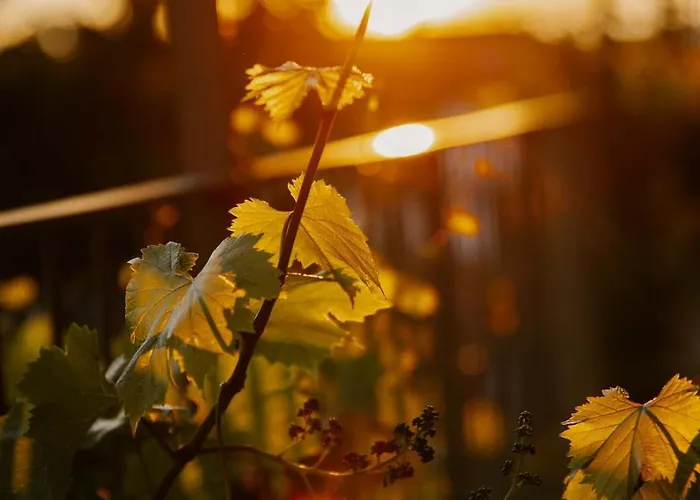 Cascina Otto